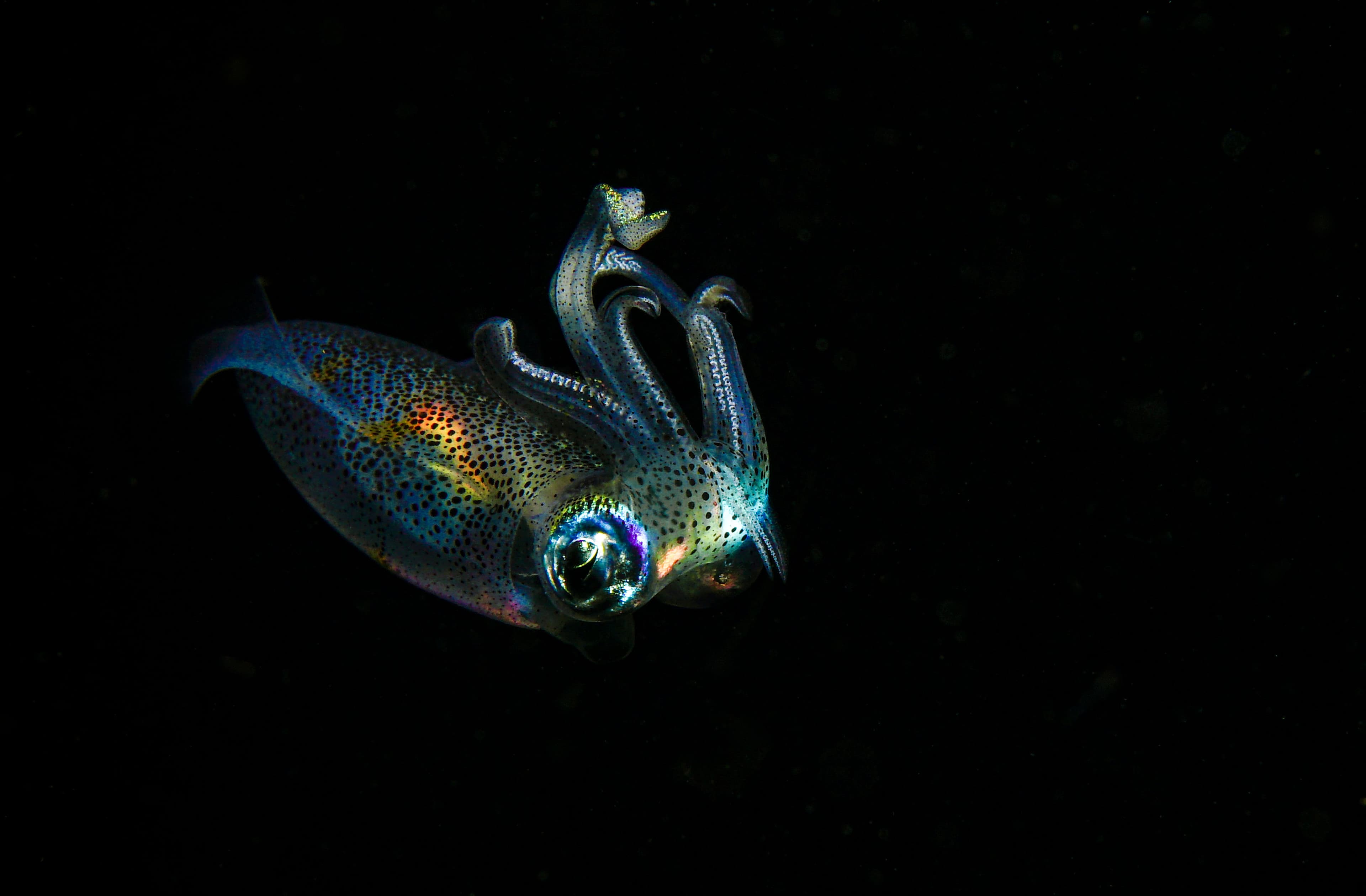 Open Class (Bonfire Category)