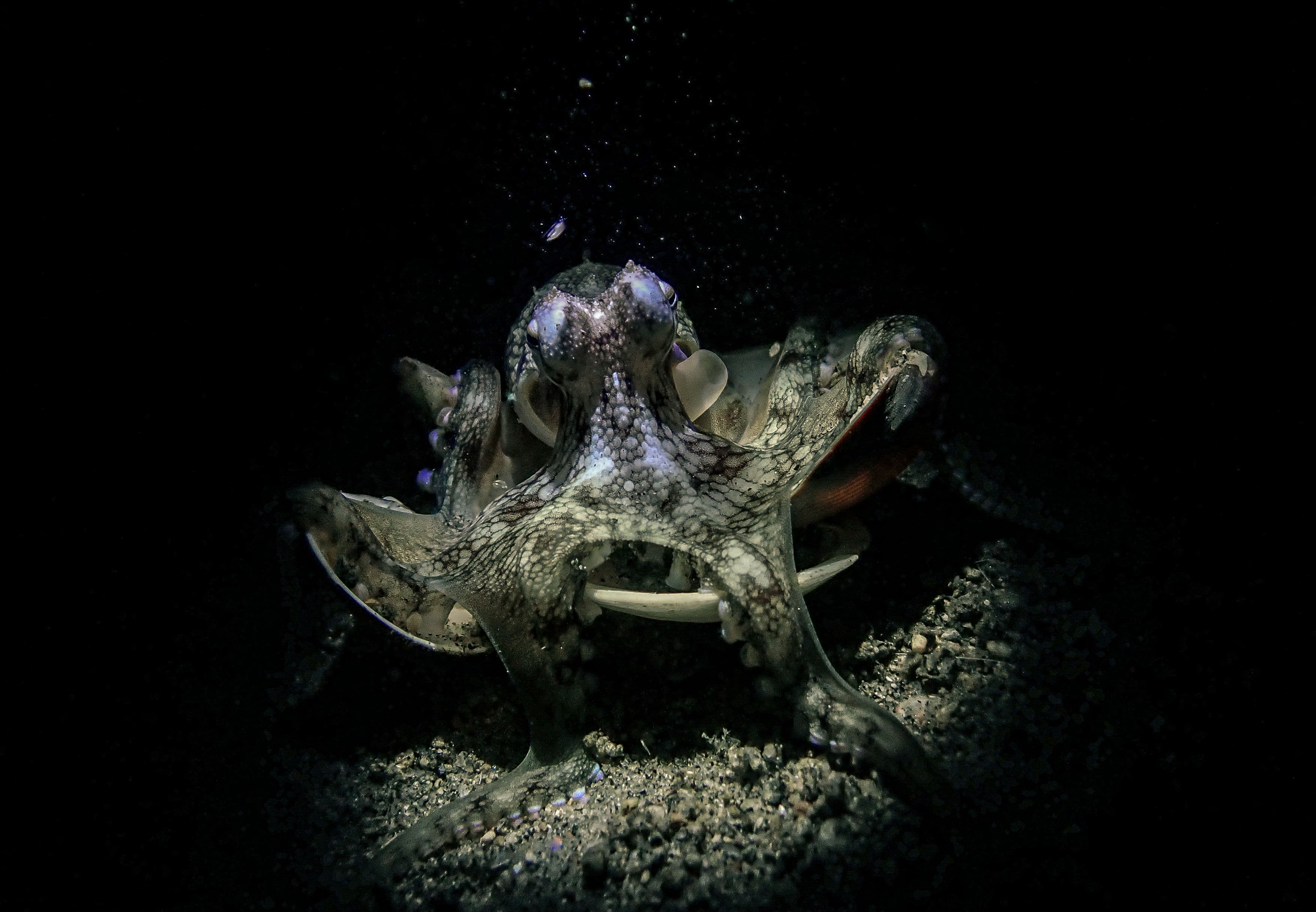 Compact Class (Marine Life Behaviour Category)